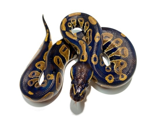 Co-Dominant Ball Python Morphs
