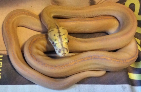 Goldenchild Reticulated Python