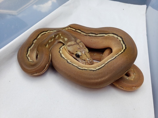 Anthrax Reticulated Python