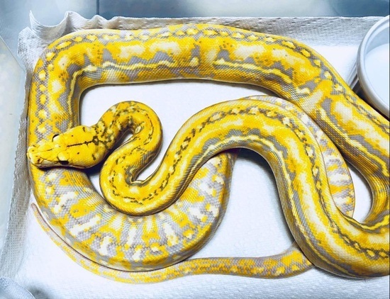 Anthrax Reticulated Python