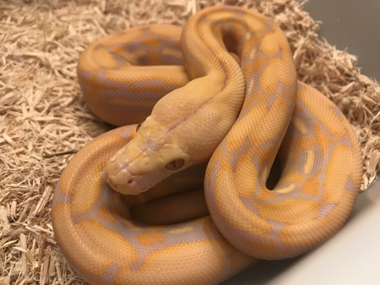 Purple Tiger Reticulated Python