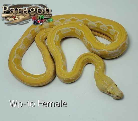 White Phase Albino Reticulated Python