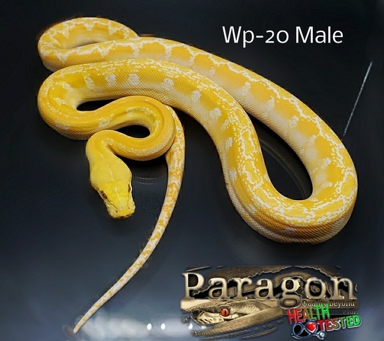 White Phase Albino Reticulated Python