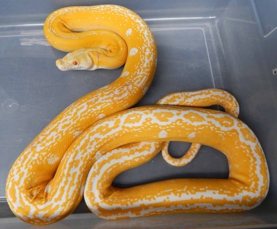 Goldenchild Reticulated Python