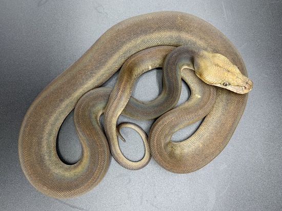 Goldenchild Reticulated Python