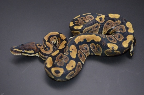 co-dominant ball python morphs