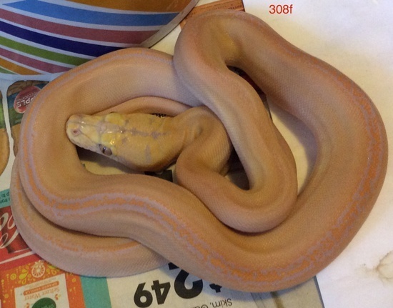 Goldenchild Reticulated Python