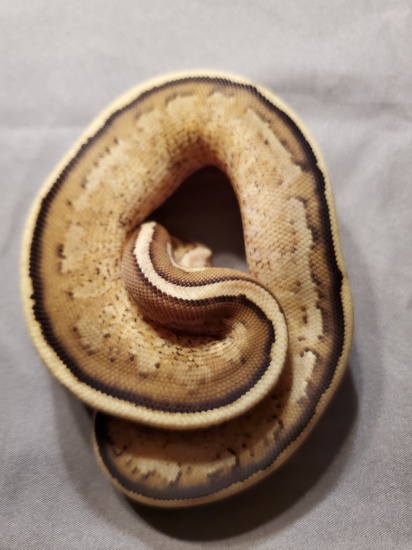 Co-dominant ball python morphs