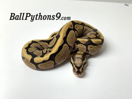 Co-Dominant Ball Python Morphs