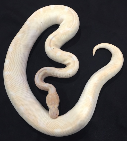 Co-dominant ball python morphs