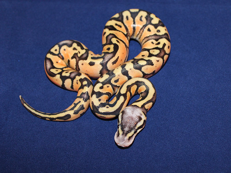co-dominant ball python morphs