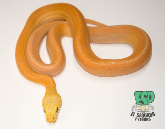 100% Het Albino (White Phase) Golden Child Platinum 100% Het Albino (Purple Phase) Phantom