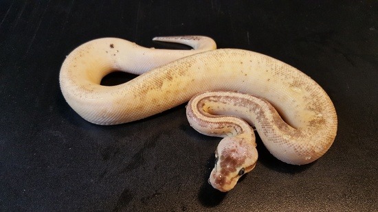 Super Pastel Pinstripe Yellow Belly Specter Calico Fire