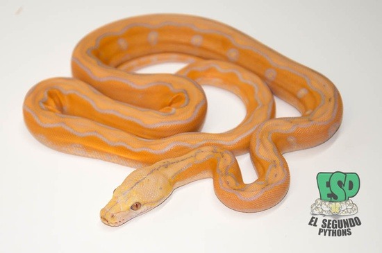 Lavender Motley Sunfire Reticulated Python