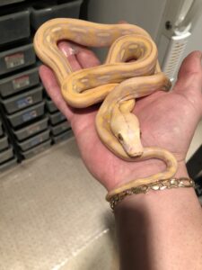 Lavender Albino Reticulated Python Potential – A 2 Z Reptiles