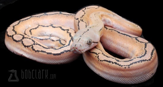 Reticulated Python Care Sheet