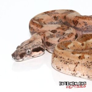 CARE SHEET FOR RED-TAIL BOA – A 2 Z Reptiles