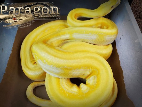 Potential of the lavender albino reticulated python morph