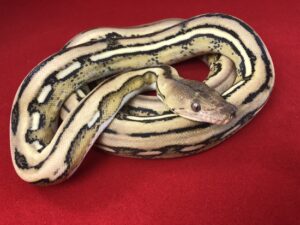 Reticulated Python Care Sheet – A 2 Z Reptiles