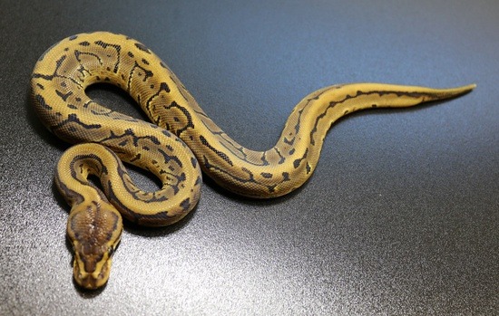 Potential of the Pinstripe Ball Python