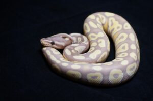 ball Python habitat