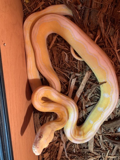 Lavender Motley Suntiger Reticulated Python Baby/Juvenile