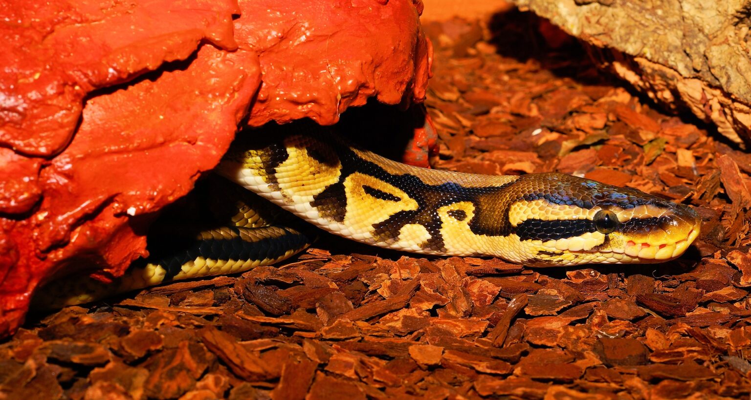 Ball Python Habitat A 2 Z Reptiles