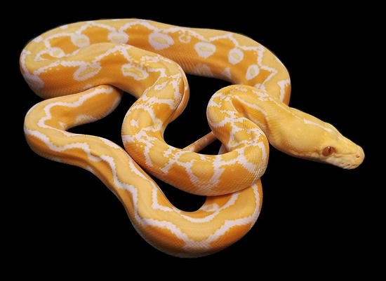 Albino Reticulated python white phase potential