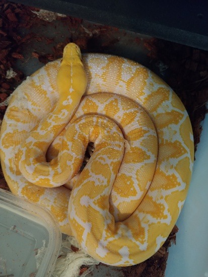 Albino Reticulated python white phase Potential – A 2 Z Reptiles