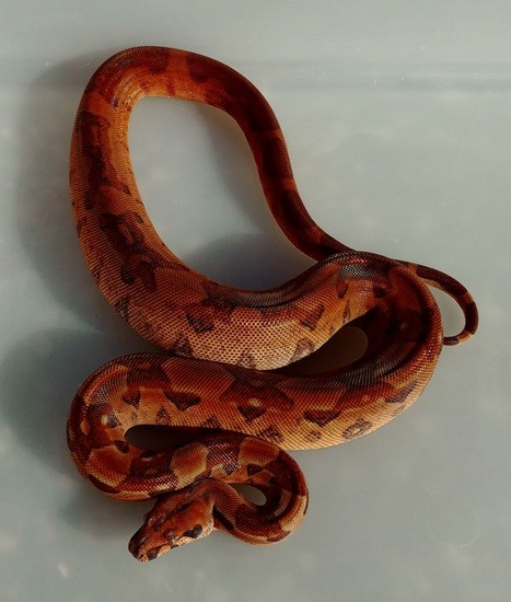 The hypo boa constrictor potential