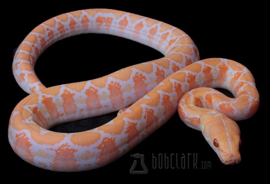 Albino Reticulated python (white phase) Potential