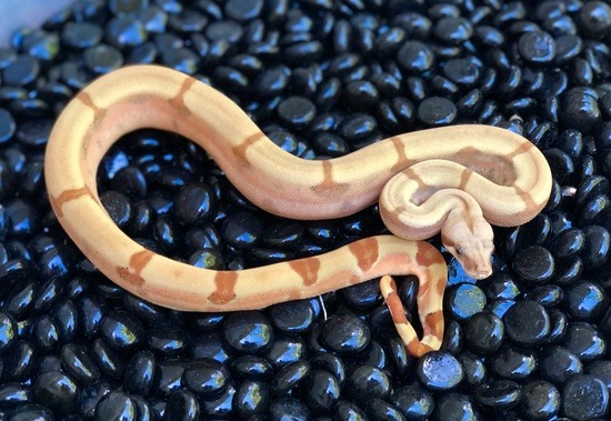 Potential of the hypo boa constrictor morph