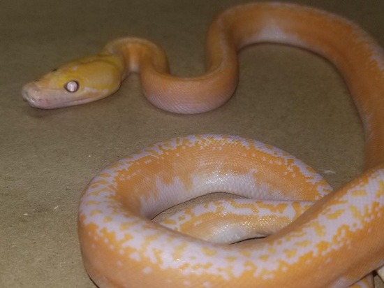 potential of white phase albino retic