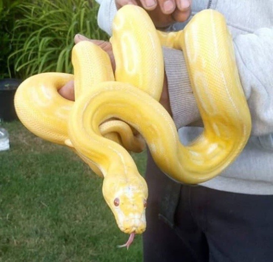 Potential of the white phase reticulated python