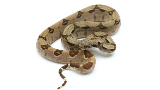 Hypo Boa Constrictor Potential