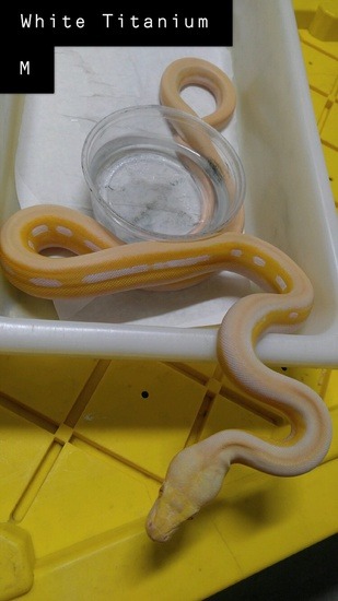 Potential of white phase reticulated python