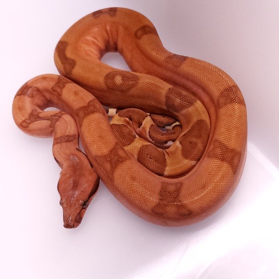 potential of the hypo boa constrictor morph