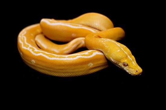 Albino reticulated python white phase potential