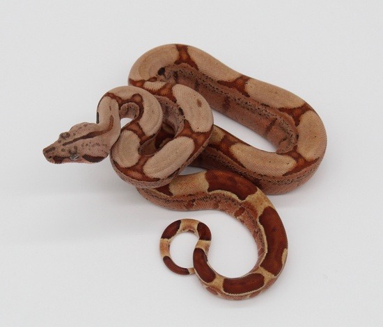 POTENTIAL OF THE HYPO BOA CONSTRICTOR