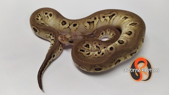 Clown Ball Python Potential