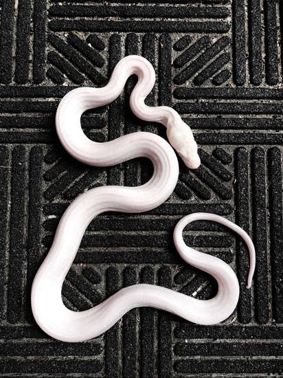Platinum reticulated python