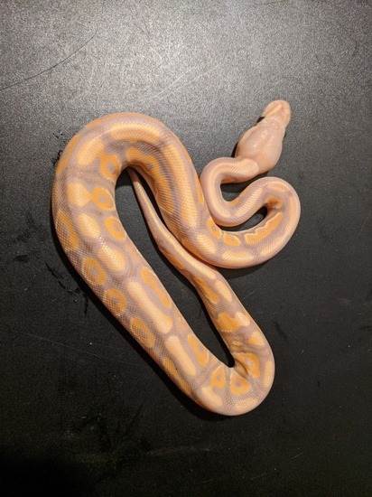 banana ball python 