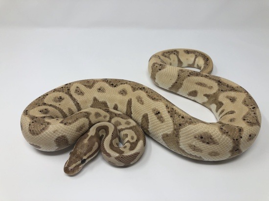 The potential of the Leopard Ball python
