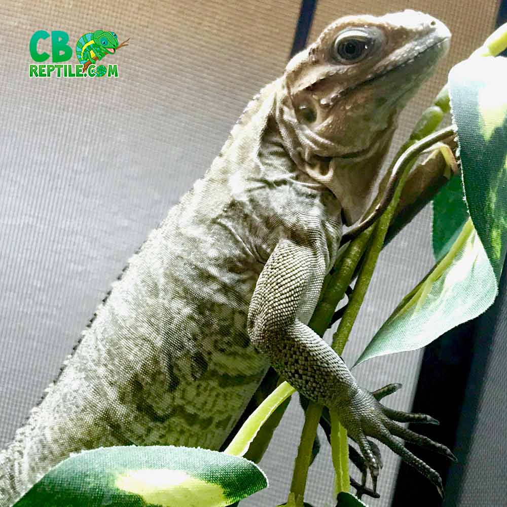 CB REPTILE REVIEW