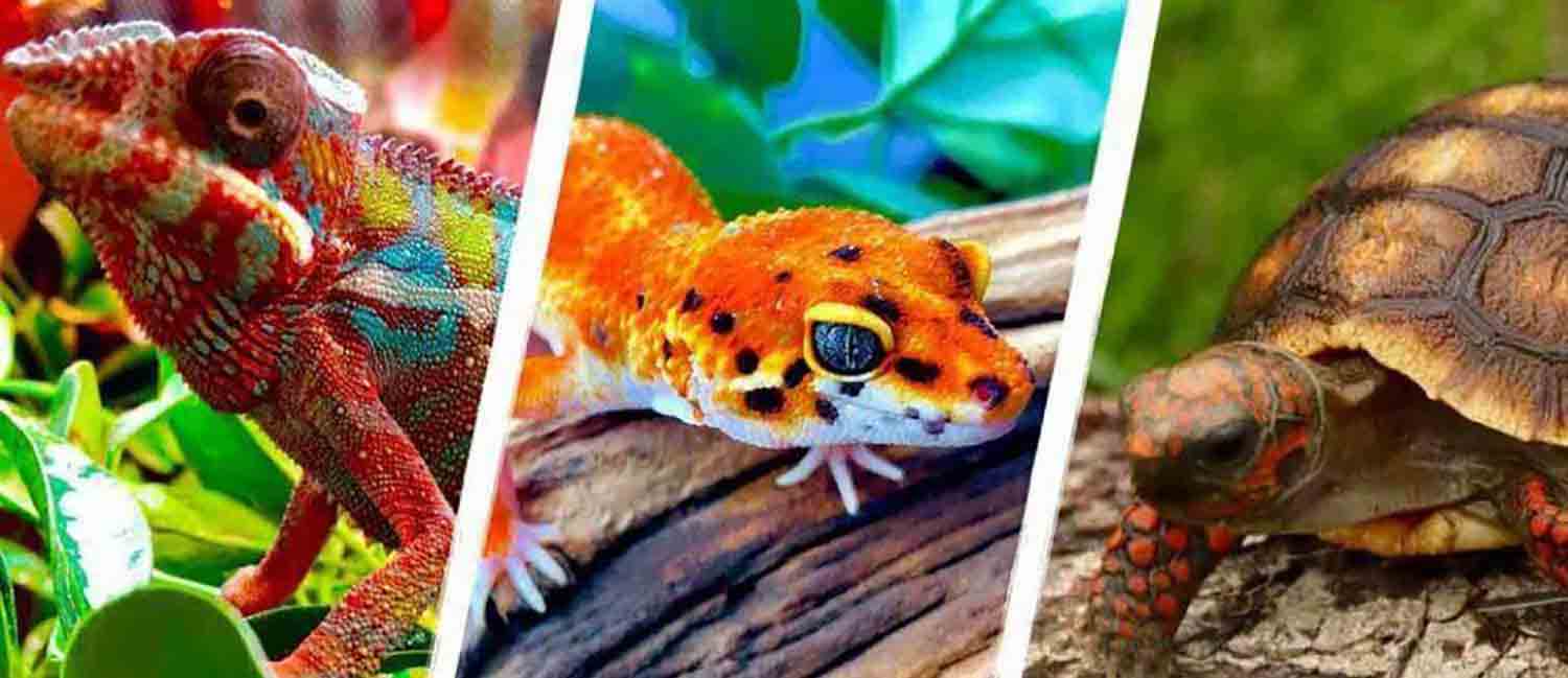 Reptiles That Make Good Pets Top 10