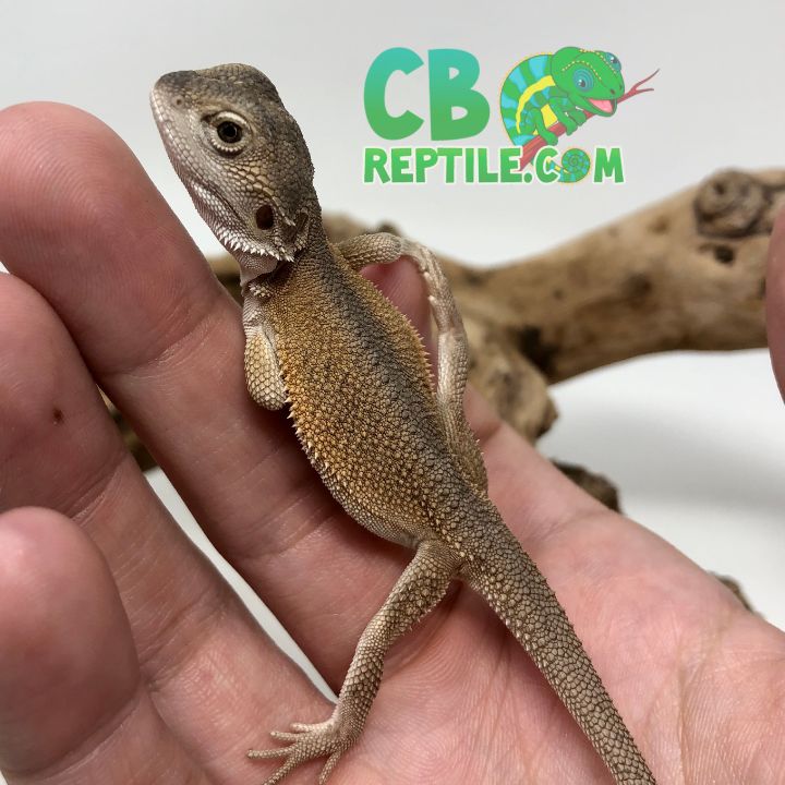 CB REPTILE REVIEW