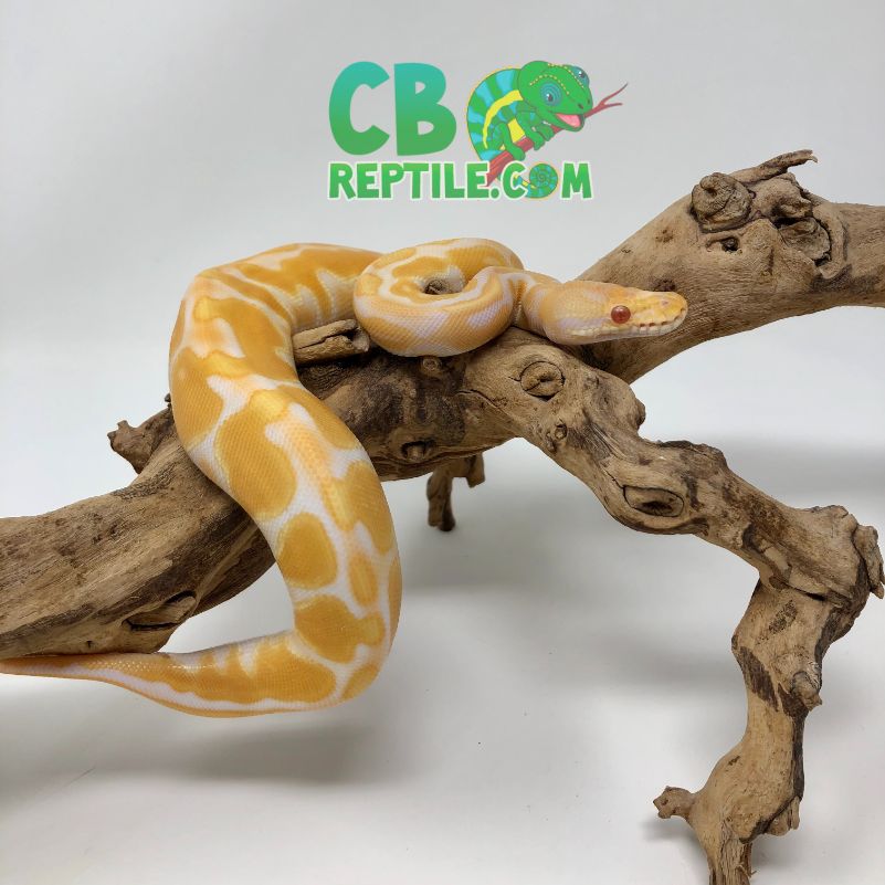 CB REPTILE REVIEW