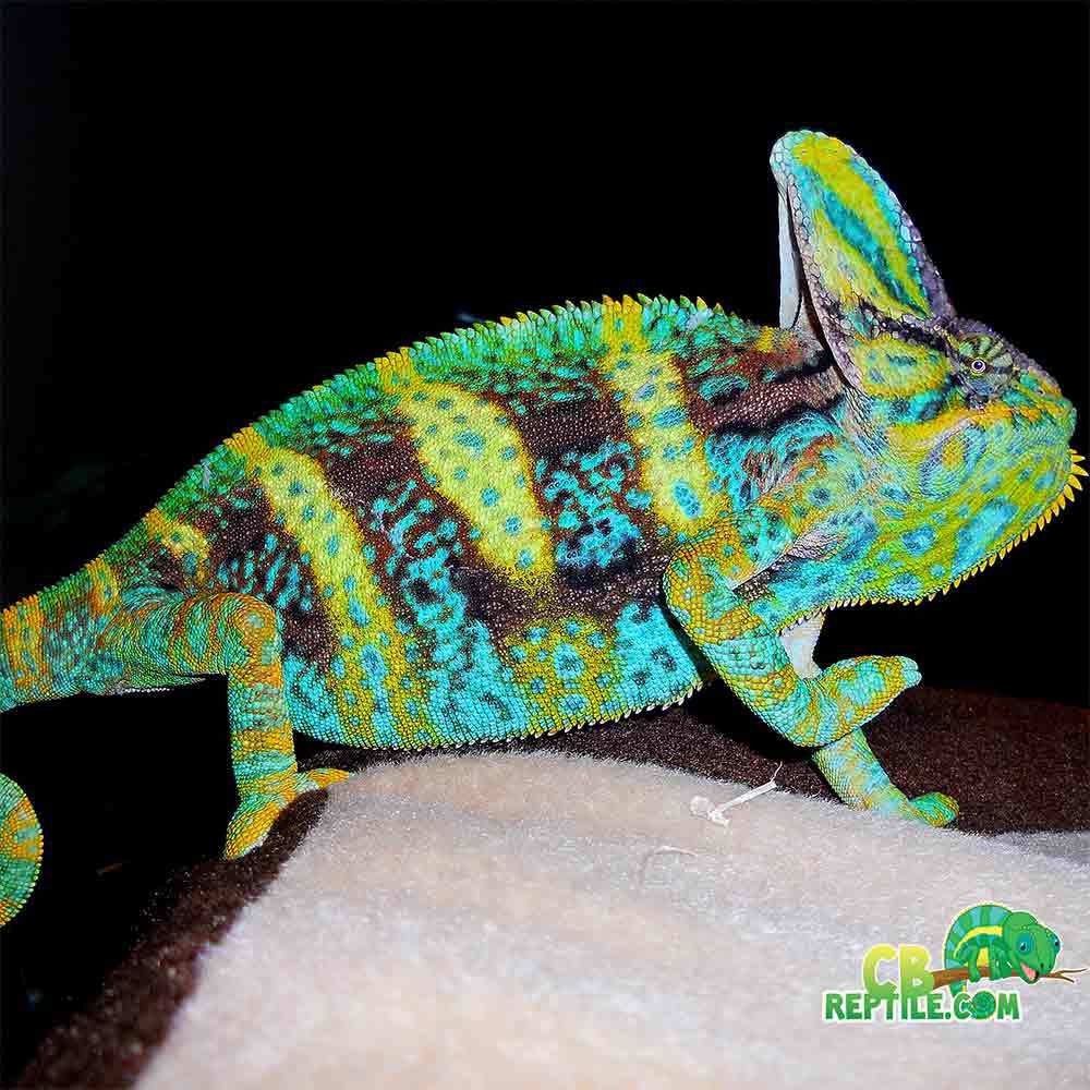 Designer Veiled Chameleon