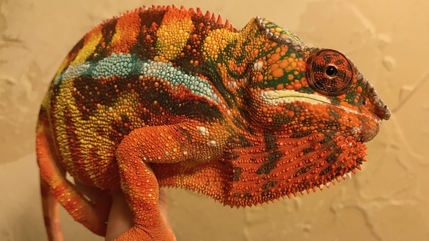 Sambava panther chameleon for sale