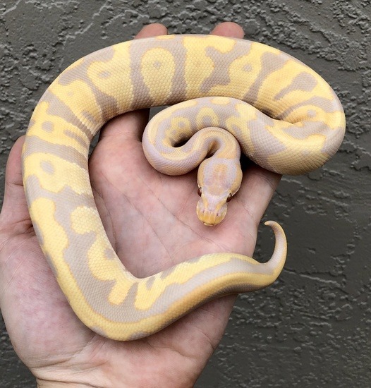 potential of the leopard ball python morph